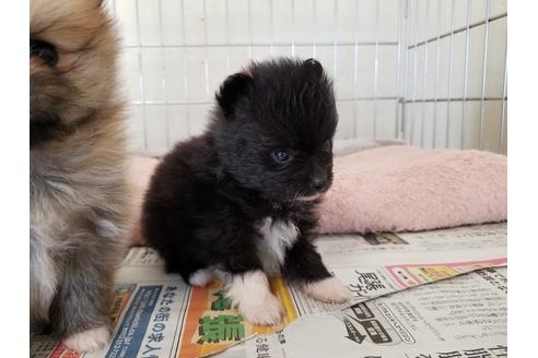 成約済の愛知県のポメラニアン-56770の5枚目