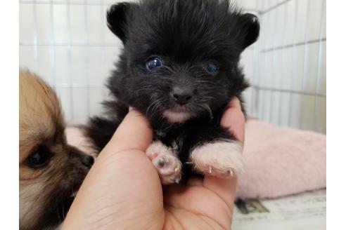 成約済の愛知県のポメラニアン-56770の4枚目