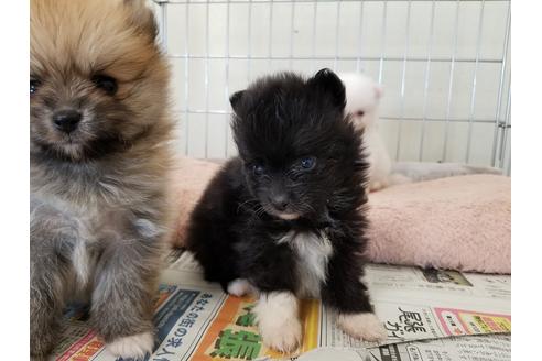 成約済の愛知県のポメラニアン-56770の2枚目