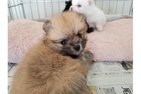 成約済の愛知県のポメラニアン-56872の1枚目
