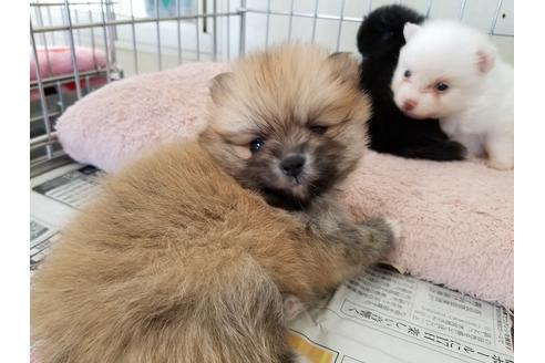 成約済の愛知県のポメラニアン-56872の3枚目