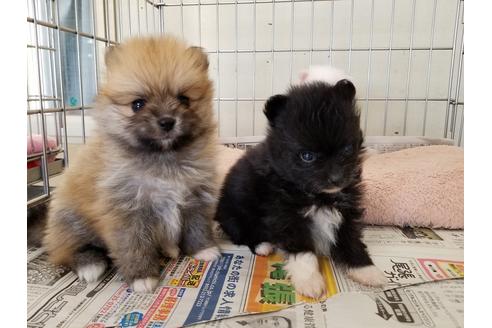 成約済の愛知県のポメラニアン-56872の2枚目