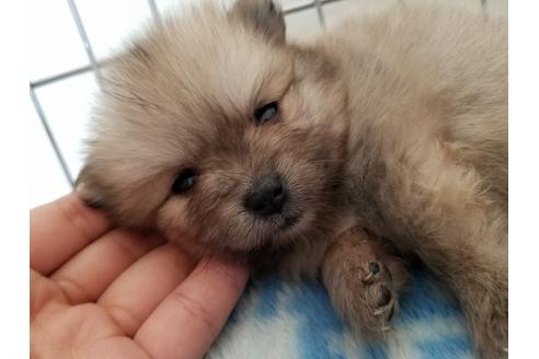 成約済の愛知県のポメラニアン-56611の1枚目