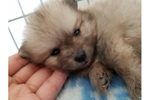 成約済の愛知県のポメラニアン-56611の4枚目