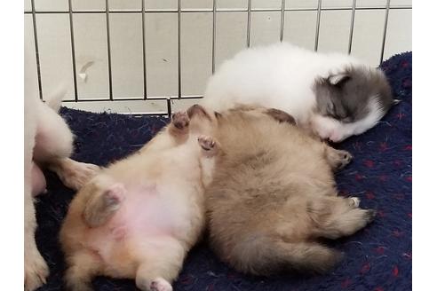 成約済の愛知県のポメラニアン-56611の3枚目