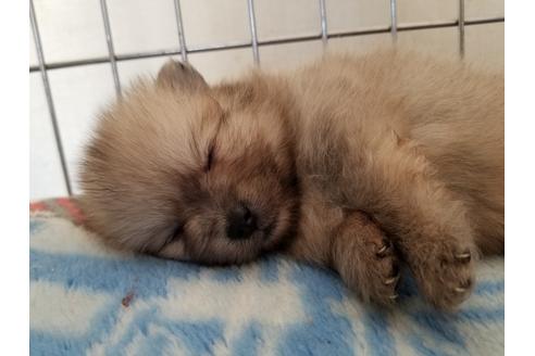 成約済の愛知県のポメラニアン-56611の2枚目