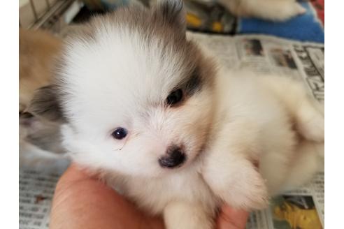 成約済の愛知県のポメラニアン-56612の1枚目