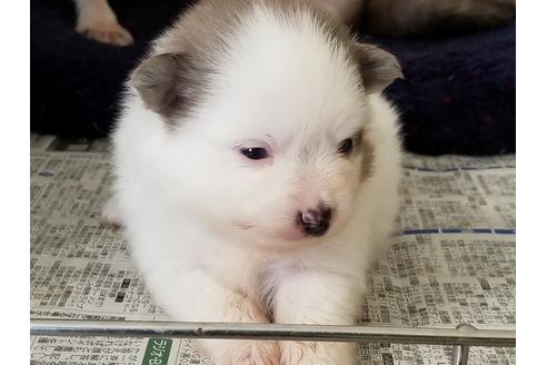 成約済の愛知県のポメラニアン-56612の4枚目