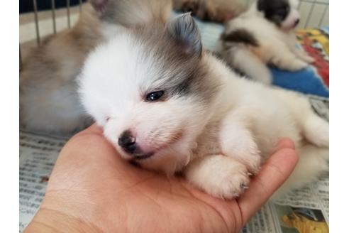 成約済の愛知県のポメラニアン-56612の3枚目