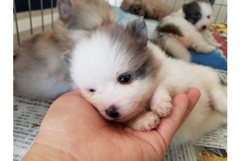 成約済の愛知県のポメラニアン-56612の2枚目