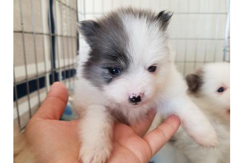 成約済の愛知県のポメラニアン-57534