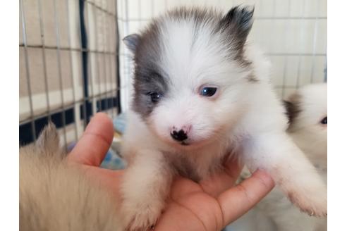 成約済の愛知県のポメラニアン-57534の4枚目