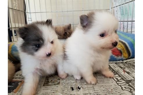 成約済の愛知県のポメラニアン-57534の3枚目