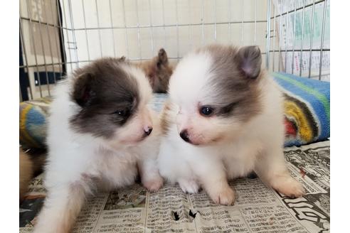 成約済の愛知県のポメラニアン-57534の2枚目