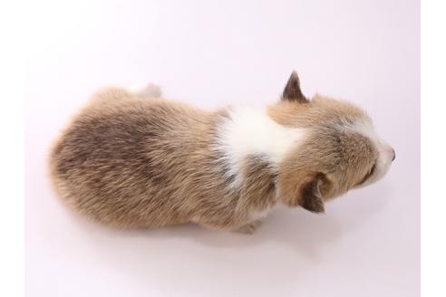 成約済の栃木県のウェルシュコーギーペンブローク-57539の1枚目