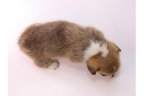 成約済の栃木県のウェルシュコーギーペンブローク-57541の1枚目