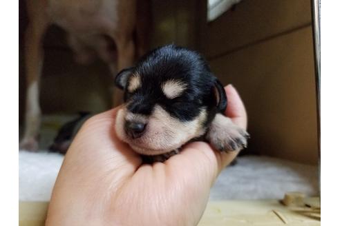 成約済の愛知県のミニチュアシュナウザー-57550の1枚目