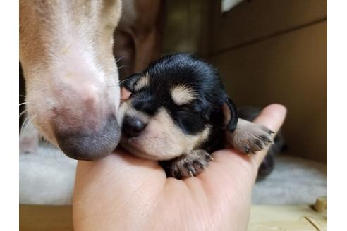 成約済の愛知県のミニチュアシュナウザー-57550の3枚目