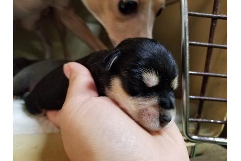 成約済の愛知県のミニチュアシュナウザー-57550の2枚目