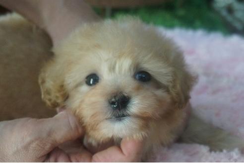 成約済の京都府のマルプー:マルチーズ×トイプードル-57565の1枚目