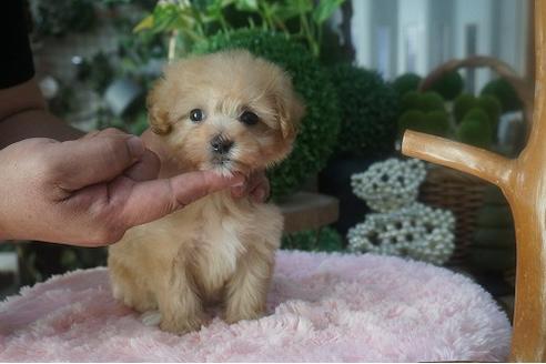 成約済の京都府のマルプー:マルチーズ×トイプードル-57565の3枚目