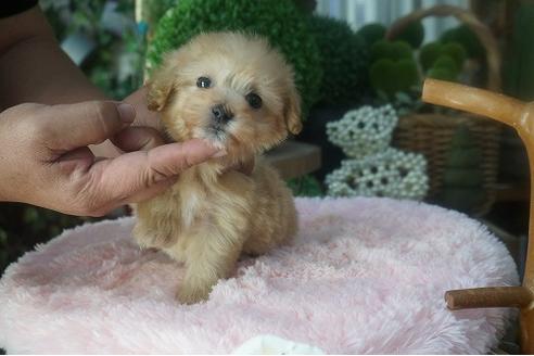 成約済の京都府のマルプー:マルチーズ×トイプードル-57565の2枚目