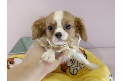 成約済の埼玉県のキャバリアキングチャールズスパニエル-55457の10枚目