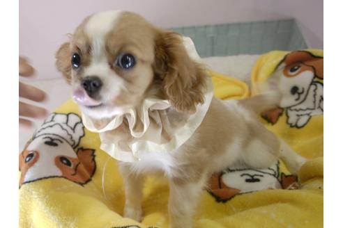 成約済の埼玉県のキャバリアキングチャールズスパニエル-55457の8枚目