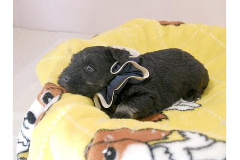成約済の埼玉県のミニチュアシュナウザー-57575の5枚目