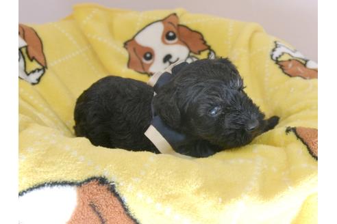 成約済の埼玉県のミニチュアシュナウザー-57575の3枚目