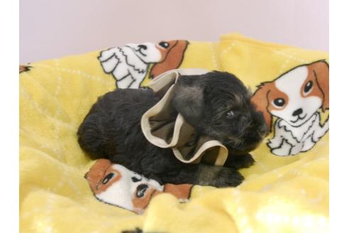 成約済の埼玉県のミニチュアシュナウザー-57576の3枚目