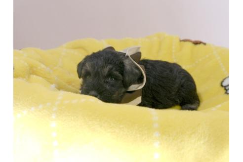 成約済の埼玉県のミニチュアシュナウザー-57576の1枚目