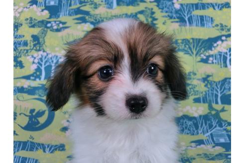 成約済の千葉県のパピヨン-56767の5枚目