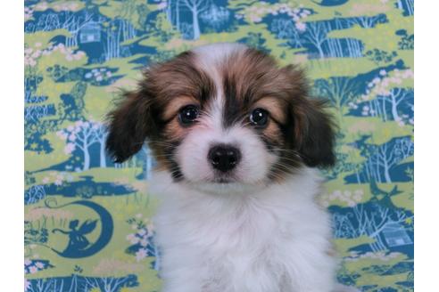 成約済の千葉県のパピヨン-56767の4枚目