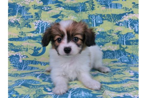 成約済の千葉県のパピヨン-56767の3枚目