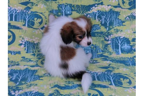 成約済の千葉県のパピヨン-56767の2枚目