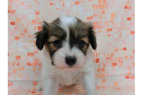 成約済の千葉県のパピヨン-56767の1枚目