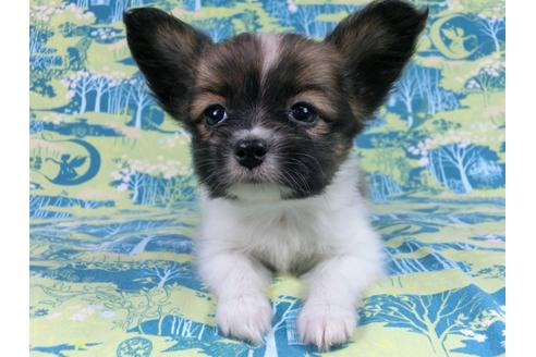 成約済の千葉県のパピヨン-56772の5枚目