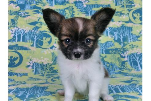 成約済の千葉県のパピヨン-56772の4枚目