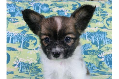 成約済の千葉県のパピヨン-56772の3枚目