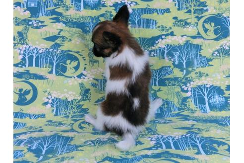 成約済の千葉県のパピヨン-56772の2枚目