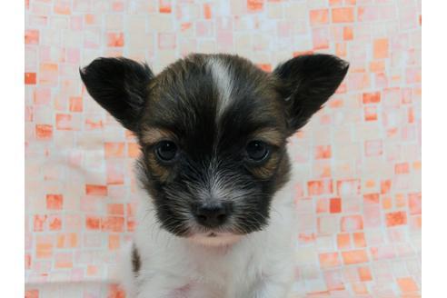 成約済の千葉県のパピヨン-56772の1枚目