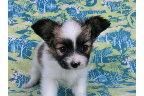 成約済の千葉県のパピヨン-56778の5枚目