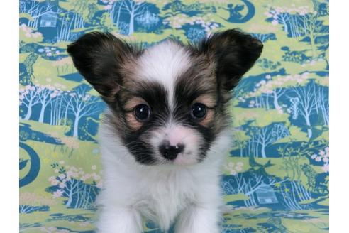 成約済の千葉県のパピヨン-56778の4枚目