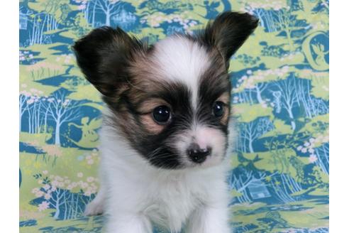 成約済の千葉県のパピヨン-56778の3枚目