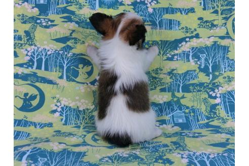 成約済の千葉県のパピヨン-56778の2枚目