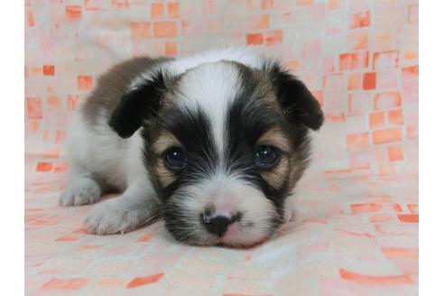 成約済の千葉県のパピヨン-56778の1枚目