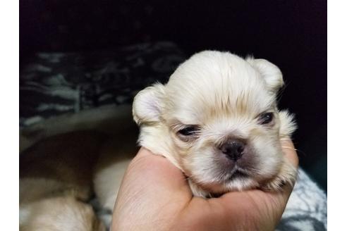 成約済の愛知県のペキニーズ-57630の4枚目