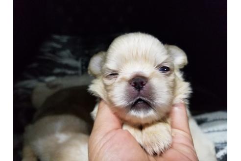 成約済の愛知県のペキニーズ-57630の3枚目