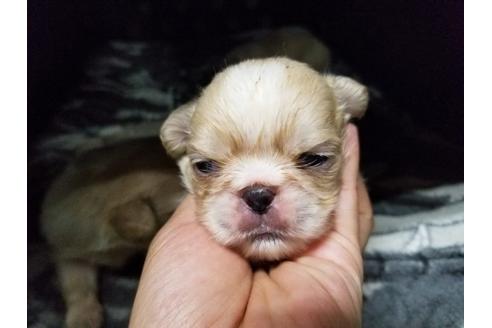 成約済の愛知県のペキニーズ-57630の2枚目